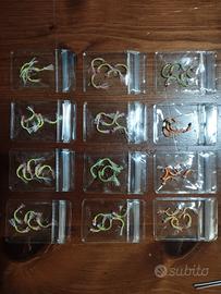 montature per la pesca all AGONE (sardine di lago)