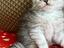 Immagine 6