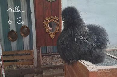 Moroseta SILKIE NERO/SILVER