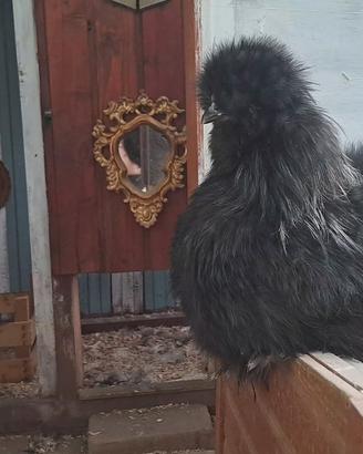 Moroseta SILKIE NERO/SILVER
