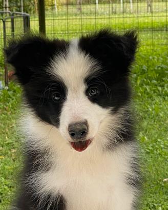 Border Collie