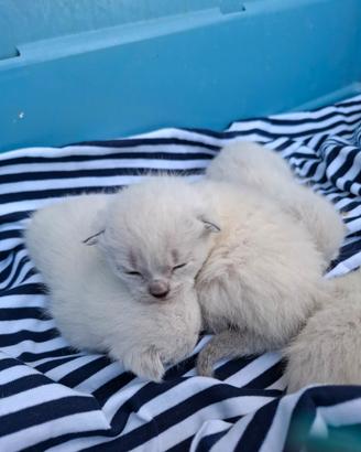 Cuccioli gattini siamesi thai