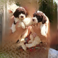 Lagotto romagnolo con pedigree