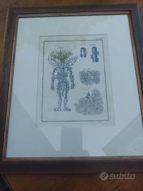 Coppia Stampe Anatomiche Originali Settecento (Cha