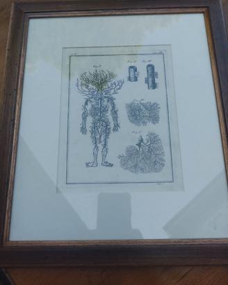 Coppia Stampe Anatomiche Originali Settecento (Cha