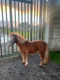 Pony femmina 3 anni