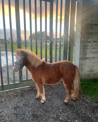 Pony femmina 3 anni
