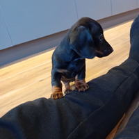 Femmina di bassotto Tedecso nano a pelo raso
