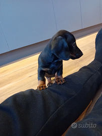 Femmina di bassotto Tedecso nano a pelo raso