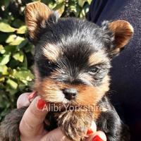 Yorkshire splendidi cuccioli con Pedigree ENCI
