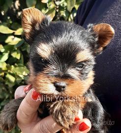 Yorkshire splendidi cuccioli con Pedigree ENCI