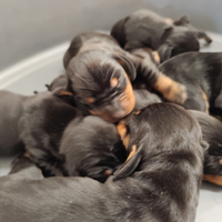 Bassotto tedesco nero focato cuccioli