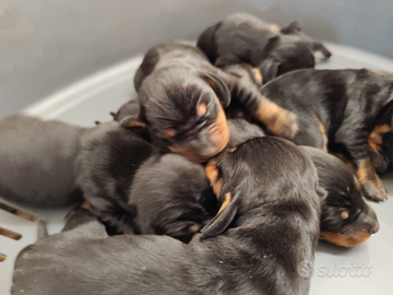 Bassotto tedesco nero focato cuccioli