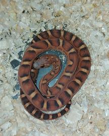Serpente del grano scaleless