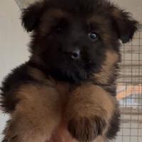 Cucciolo pastore tedesco