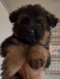 Cucciolo pastore tedesco