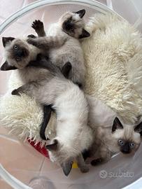 Siamese