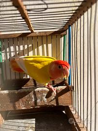 Pappagallo Inseparabile