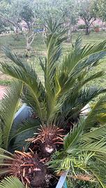 Bulbi di Cycas Revoluta