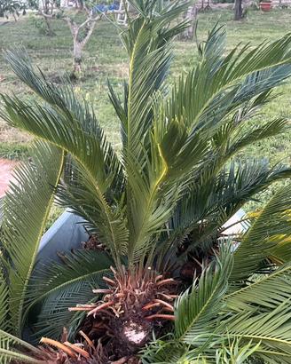 Bulbi di Cycas Revoluta