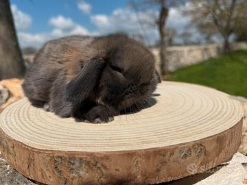 Conigli mini lop