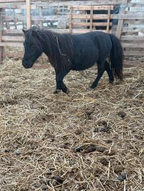 Mini pony