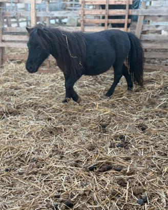 Mini pony