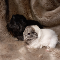 Cuccioli cavie peruviane