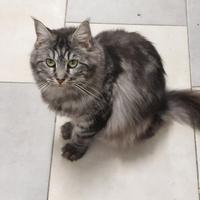 Maine coon femmina per accoppiamento