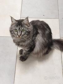 Maine coon femmina per accoppiamento