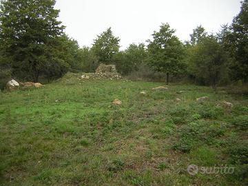 Rudere e bosco