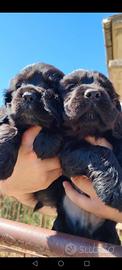 Cuccioli di cocker spaniel inglese