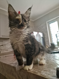 Cuccioli maine coon pedigree AFSI
