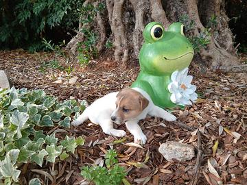 Cucciola di Jack russel