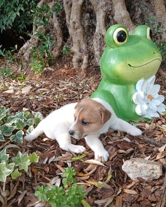 Cucciola di Jack russel