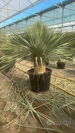 Yucca Rostrata Blue con Tronco 30/40cm