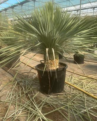 Yucca Rostrata Blue con Tronco 30/40cm