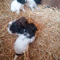 Cuccioli di Lagotto springer