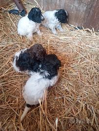 Cuccioli di Lagotto springer