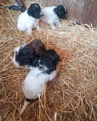 Cuccioli di Lagotto springer