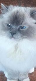 Gatta ragdoll adulta