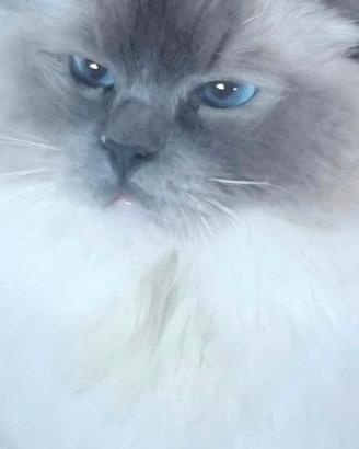 Gatta ragdoll adulta