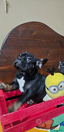 Bulldog francese black tam vaccinato