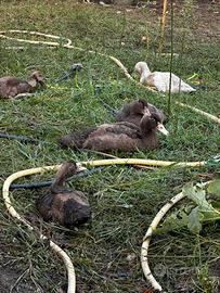 Galline anatre