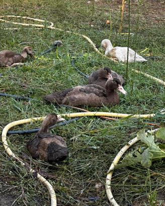 Galline anatre