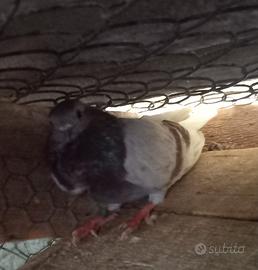 Colombe cravattati italiani