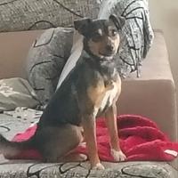 Cucciolo meticcio