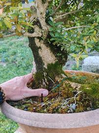 Bonsai di bosso. 