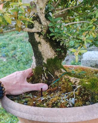 Bonsai di bosso. 