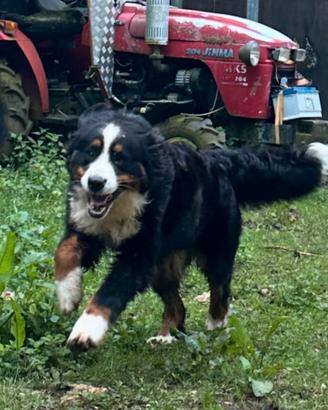 Bovaro del bernese mix